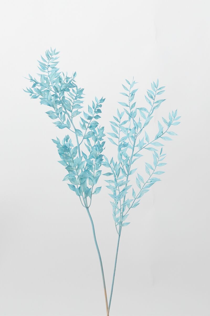 Dried Ruscus Light Blue Accent Decor Dried Flowers