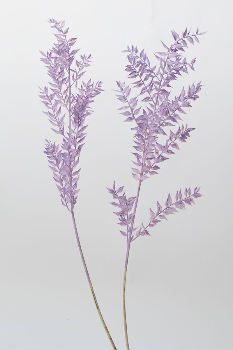 Dried Ruscus Purple Accent Decor Dried Flowers