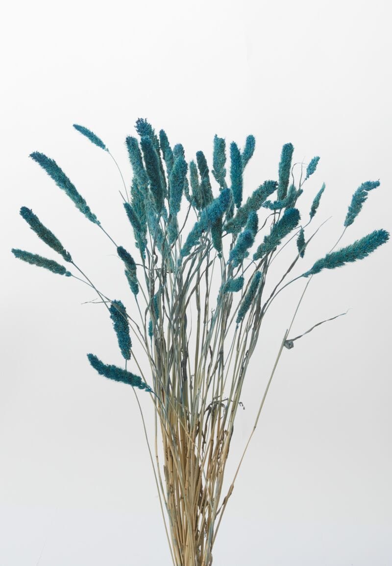 Dried Setaria Blue Accent Decor Dried Flowers
