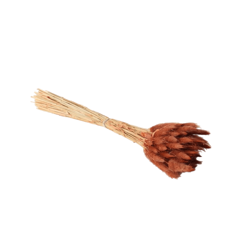 Lagurus Dried Grass Brown Accent Decor Dried Flowers