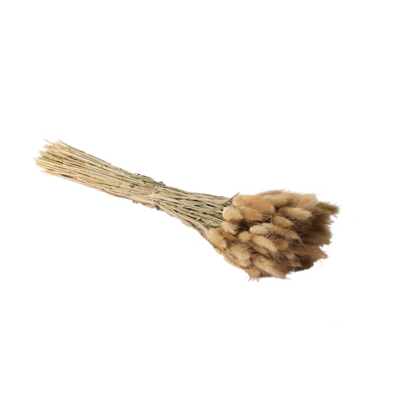Lagurus Dried Grass Tan Accent Decor Dried Flowers