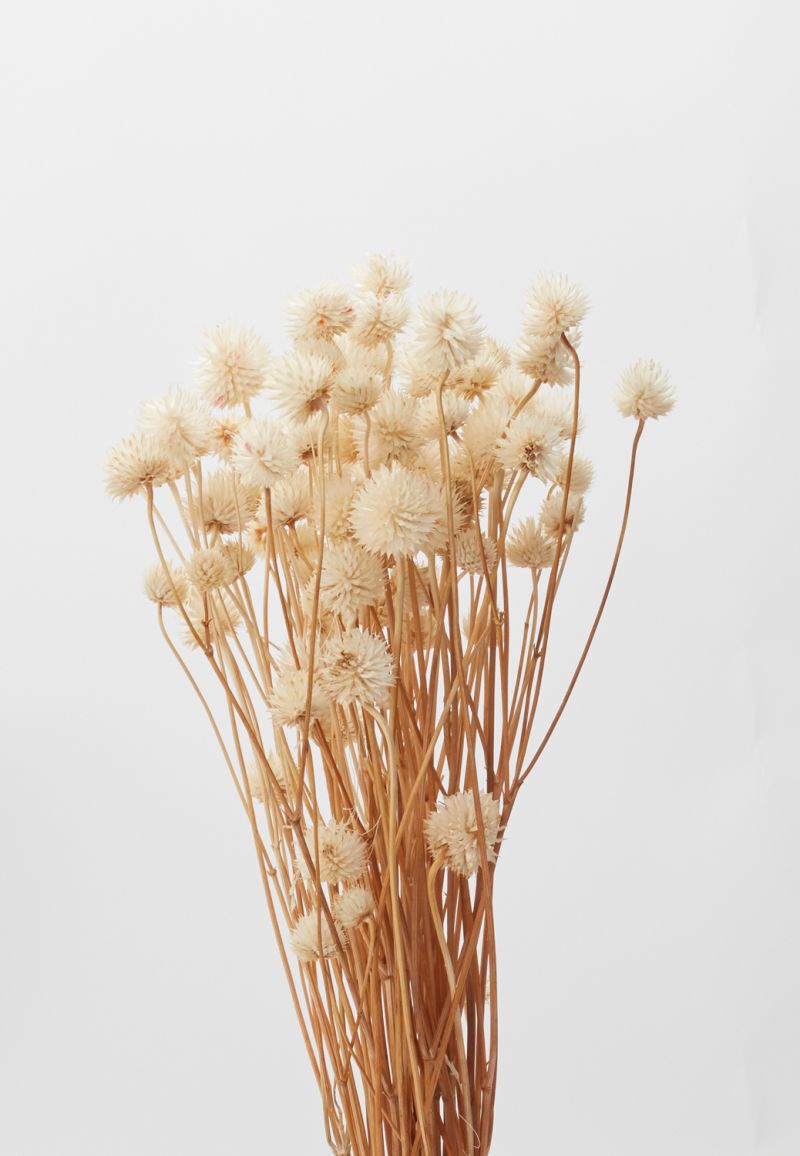 Dried Eryngium White Accent Decor Dried Flowers