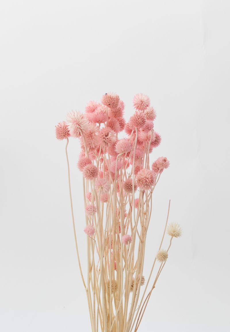 Dried Eryngium Pink Accent Decor Dried Flowers