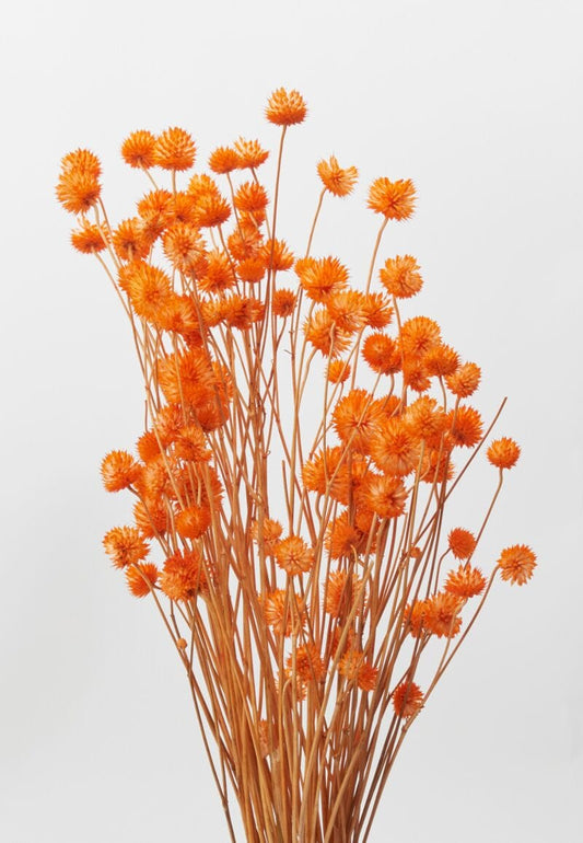 Dried Eryngium Orange Accent Decor Dried Flowers