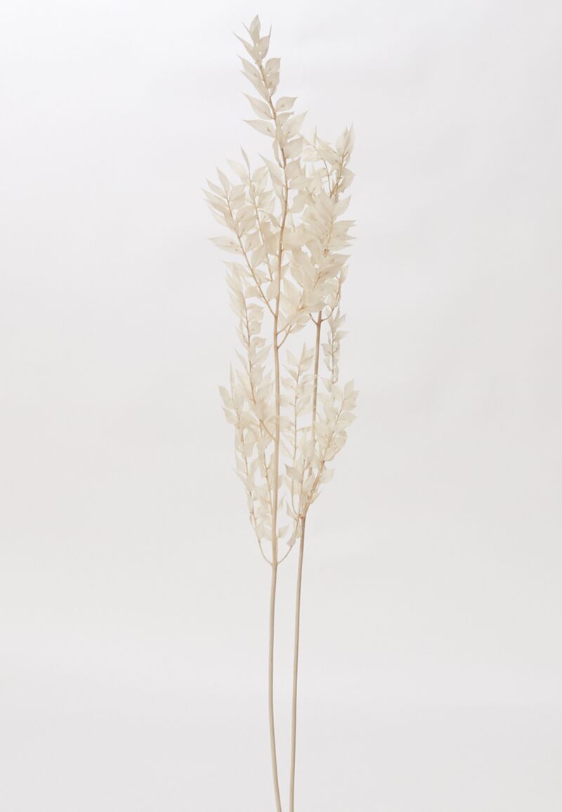 Dried Ruscus White Accent Decor Dried Flowers