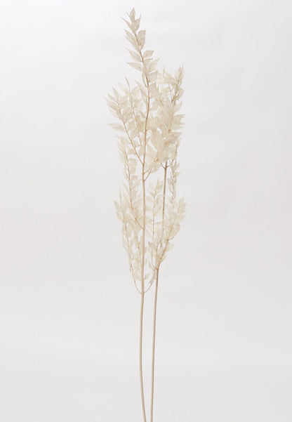 Dried Ruscus White Accent Decor Dried Flowers