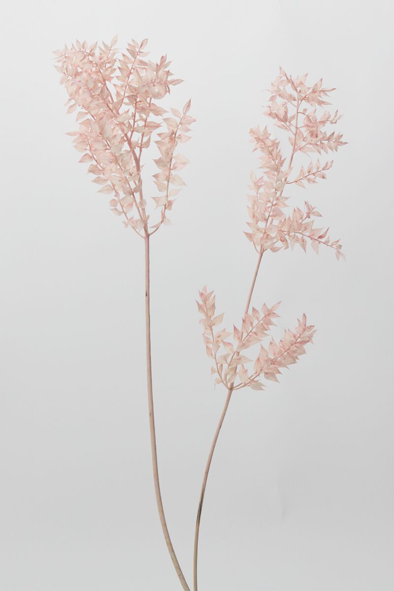 Dried Ruscus Pink Accent Decor Dried Flowers