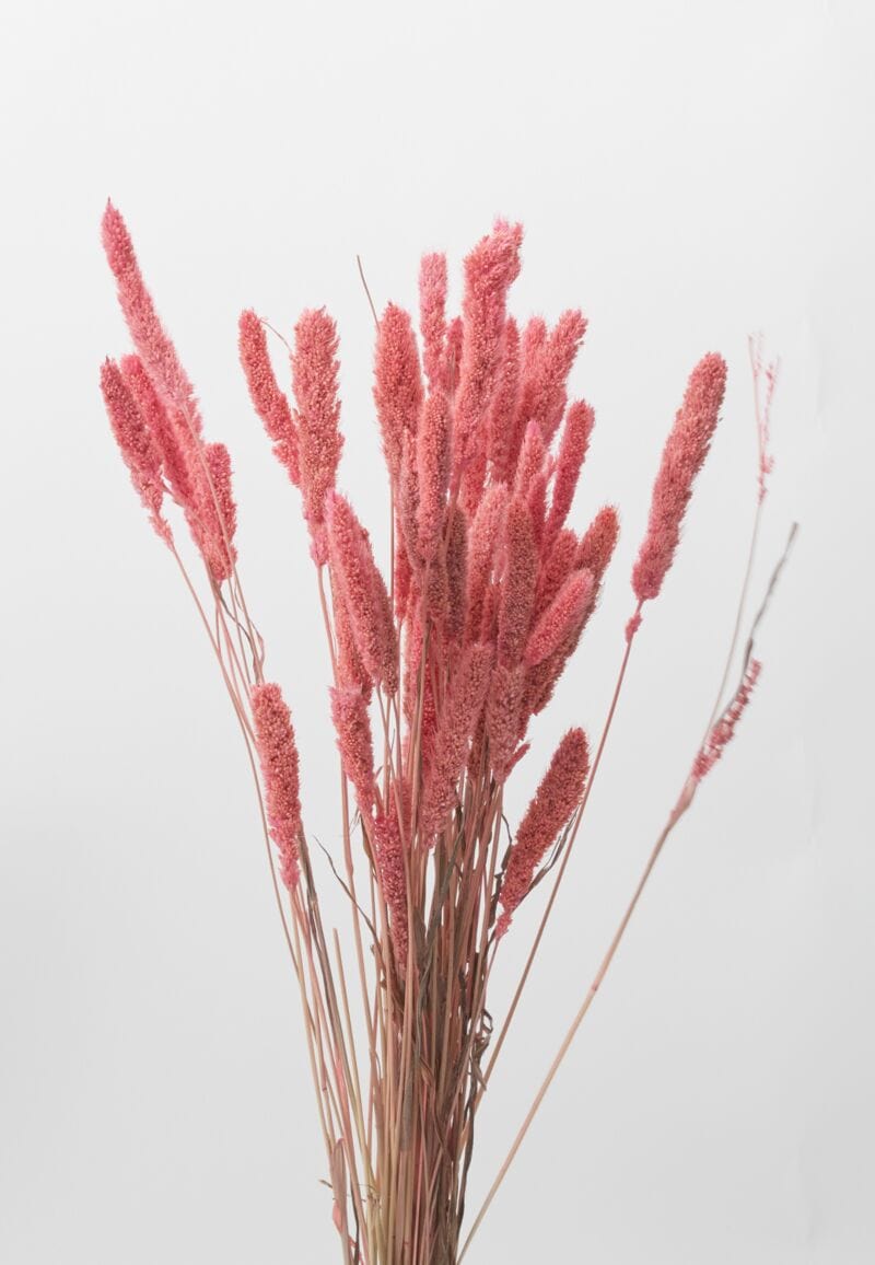 Dried Setaria Coral Accent Decor Dried Flowers