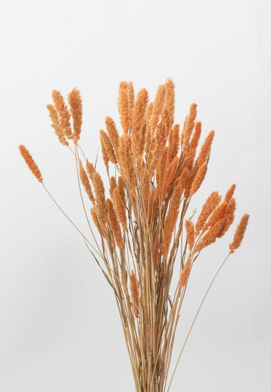 Dried Setaria Orange Accent Decor Dried Flowers