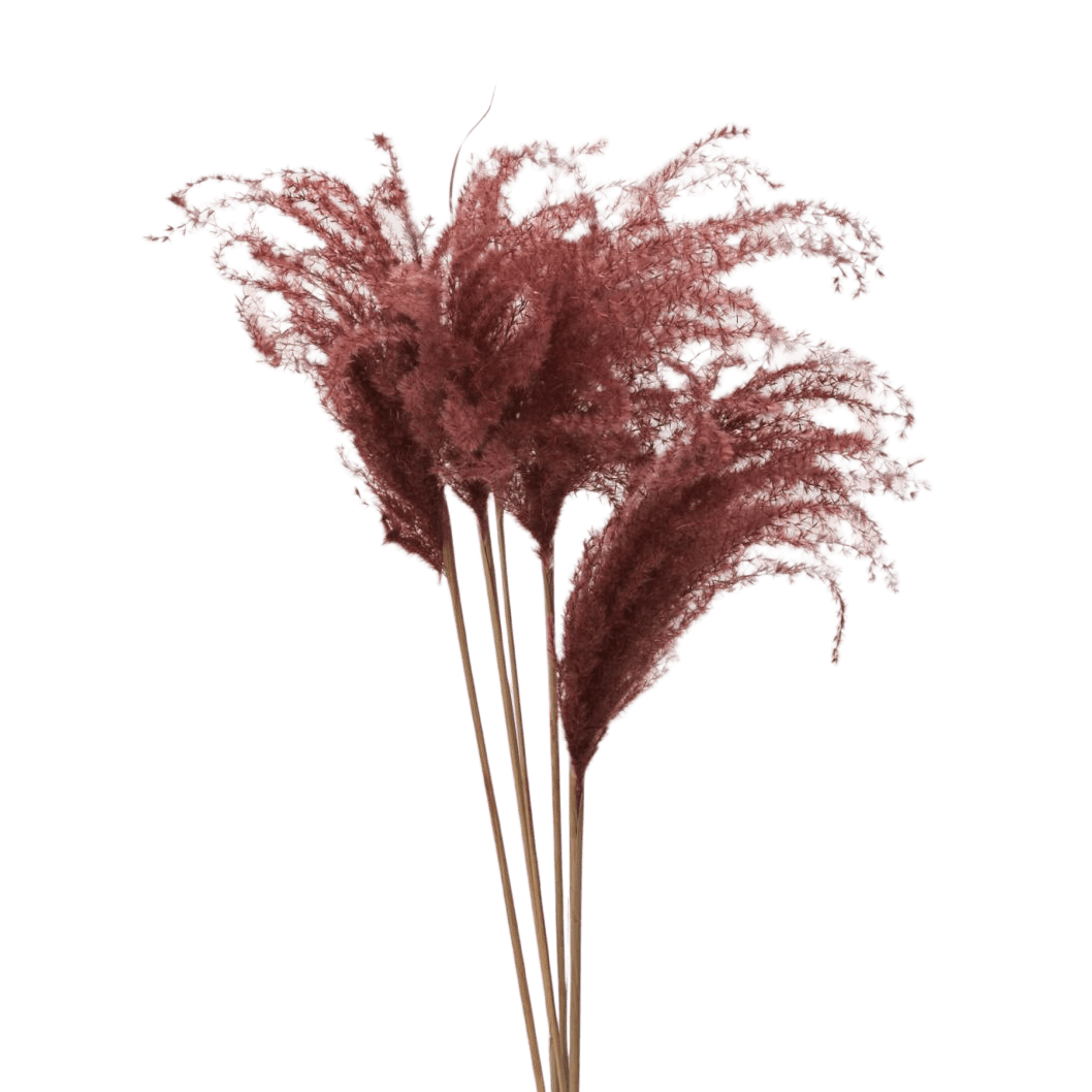 Dried Miscanthus Brown Accent Decor Dried Flowers