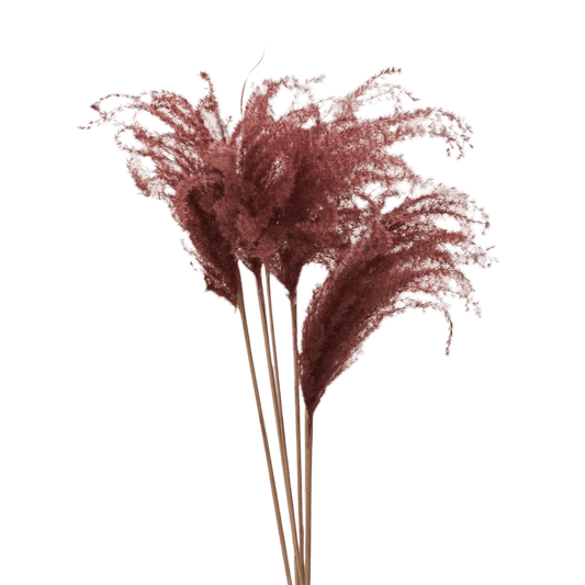 Dried Miscanthus Brown Accent Decor Dried Flowers