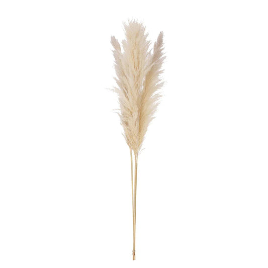Dried Pampas Grass